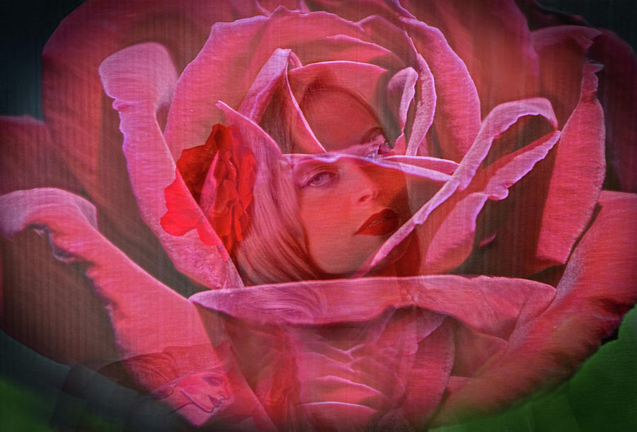 The Heart of a Rose Photograph by Marilyn MacCrakin