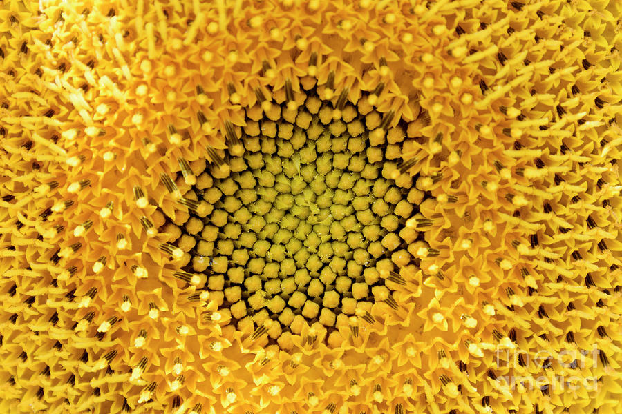 The Heart Of A Sunflower 4 Photograph by Wendy Wilton