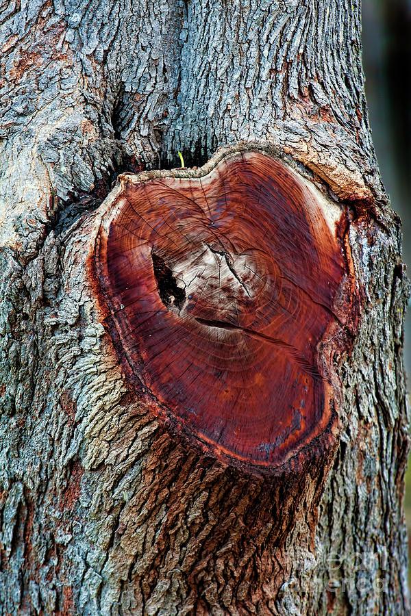 The Heart of a Tree Photograph by Joan Bertucci