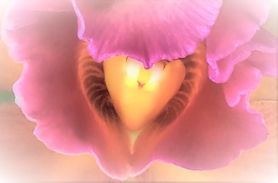The Heart of an Orchid Photograph by Angela Davies