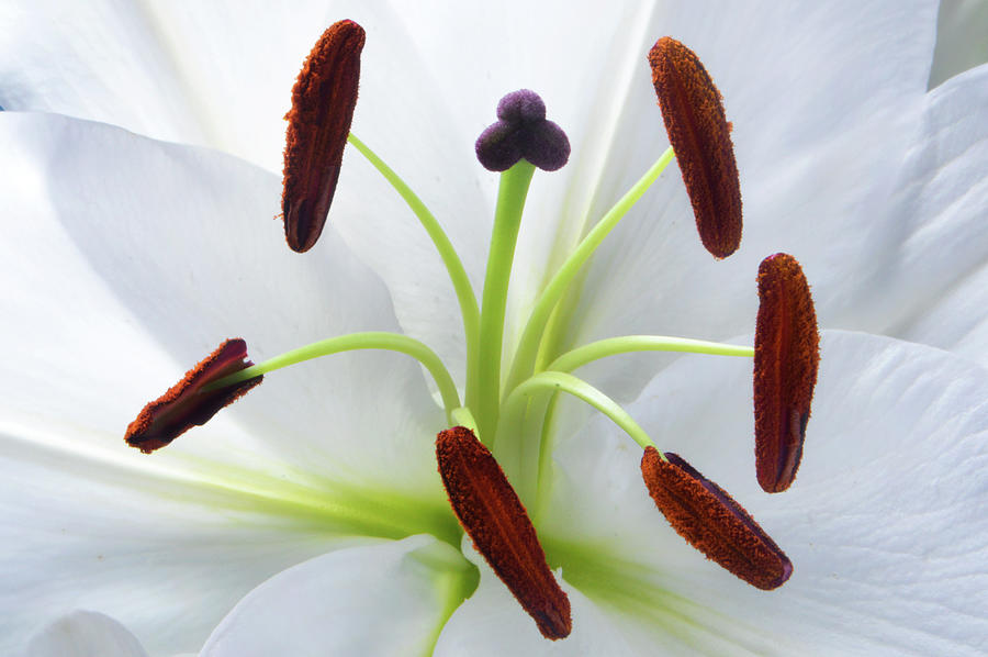 The Heart of Lily Photograph by Terence Davis