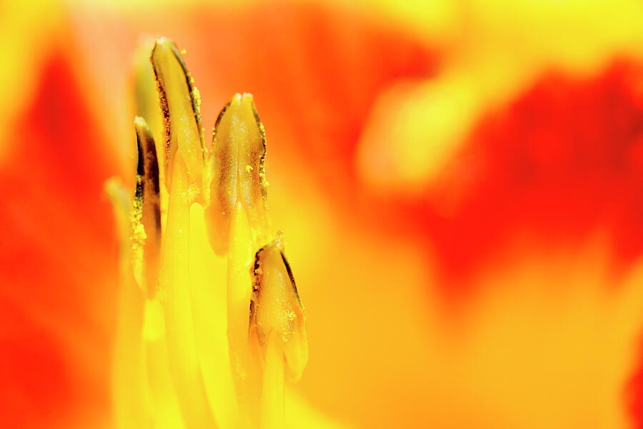 The heart of the Lily Photograph by Paul W Faust -  Impressions of Light