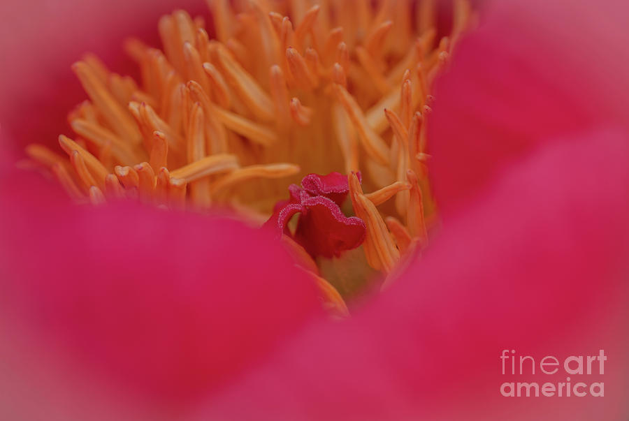 The Heart Of The Peony Photograph by Nick Boren