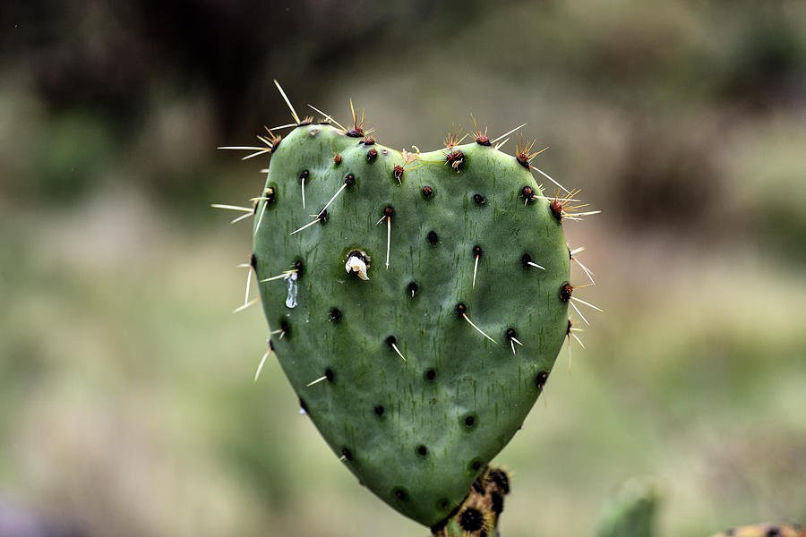 The Heart-Shaped Cactus - Grand Canyon National Park Photograph by Amazing Action Photo Video