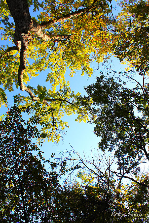 The Height Of Trees Photograph By Kaitlyn Chelberg Fine Art America