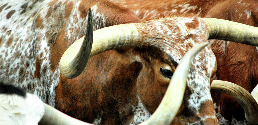 The Herd Photograph By Jeff Ewing Pixels