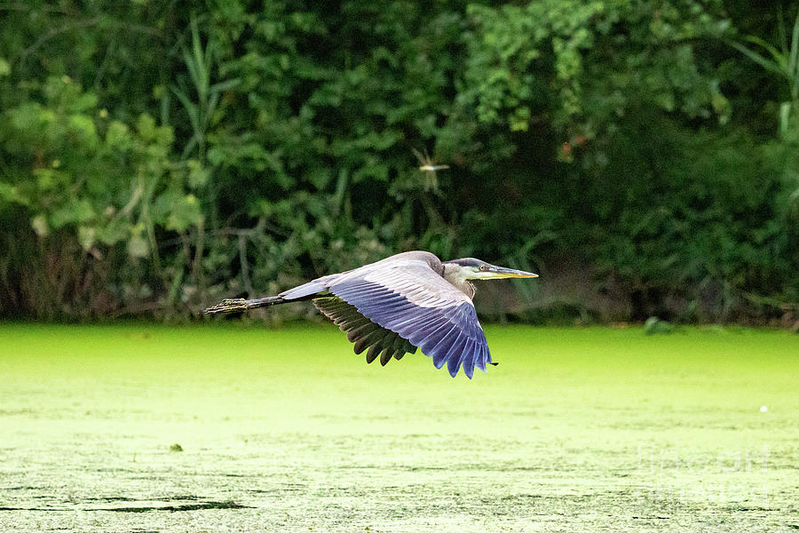 The Heron And Dragonfly Photograph