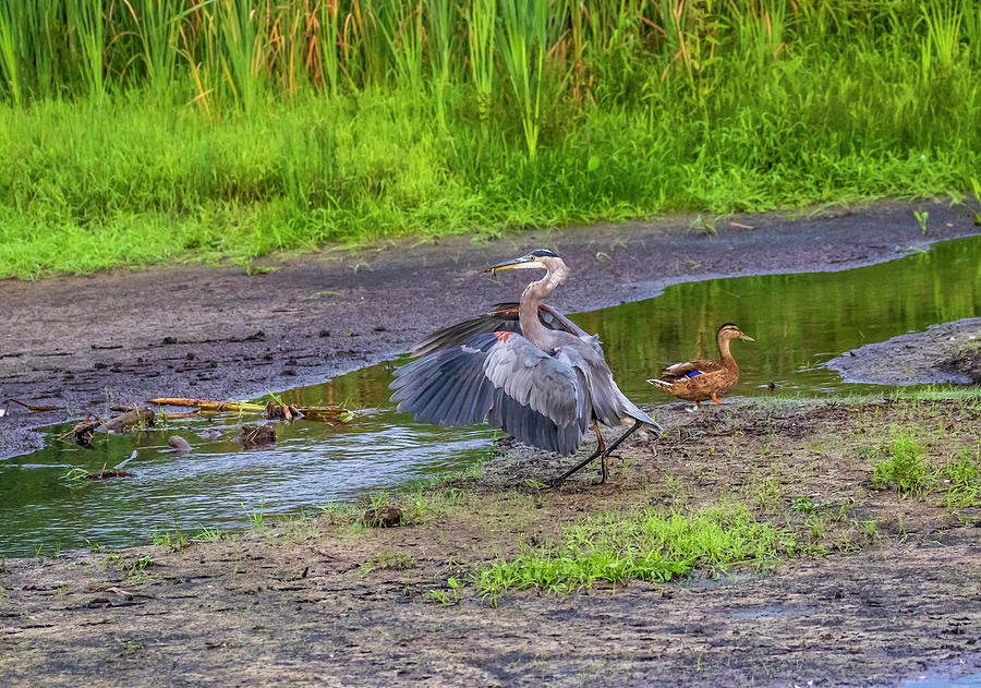 The Heron Has Landed Photograph by Gary Hall - Fine Art America