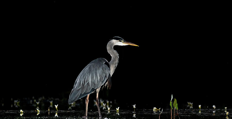 The Heron Photograph by Mark Hunter