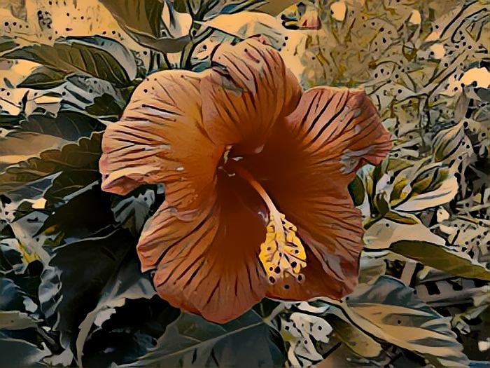 The hibiscus Photograph by Steven Wills