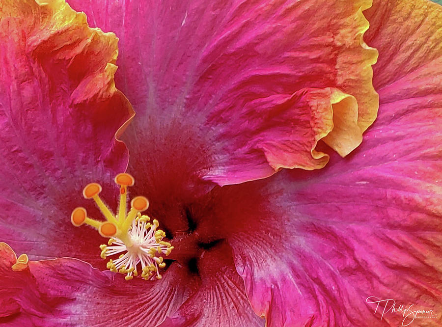 THE Hibiscus Photograph by T Phillip Spencer