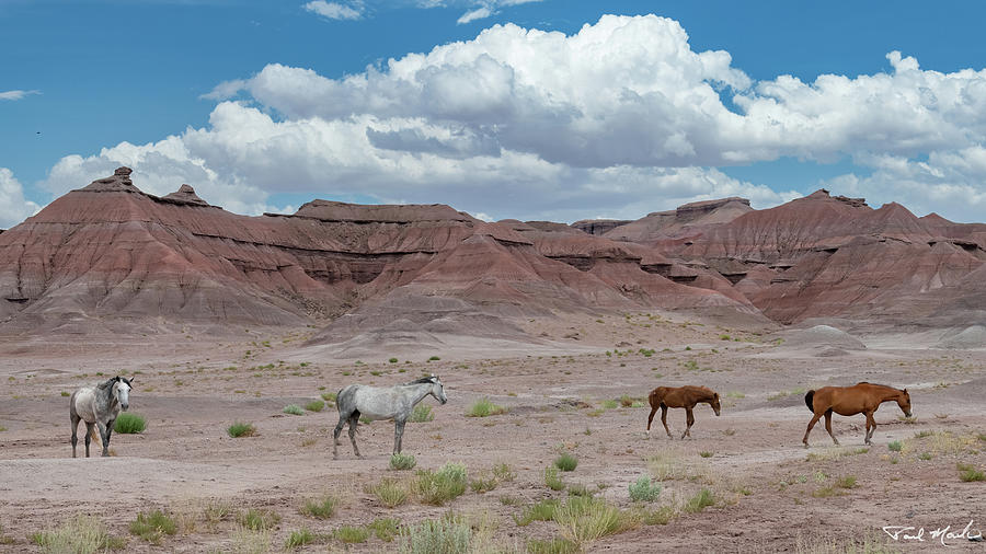 Desert Photograph - The High Desert. by Paul Martin