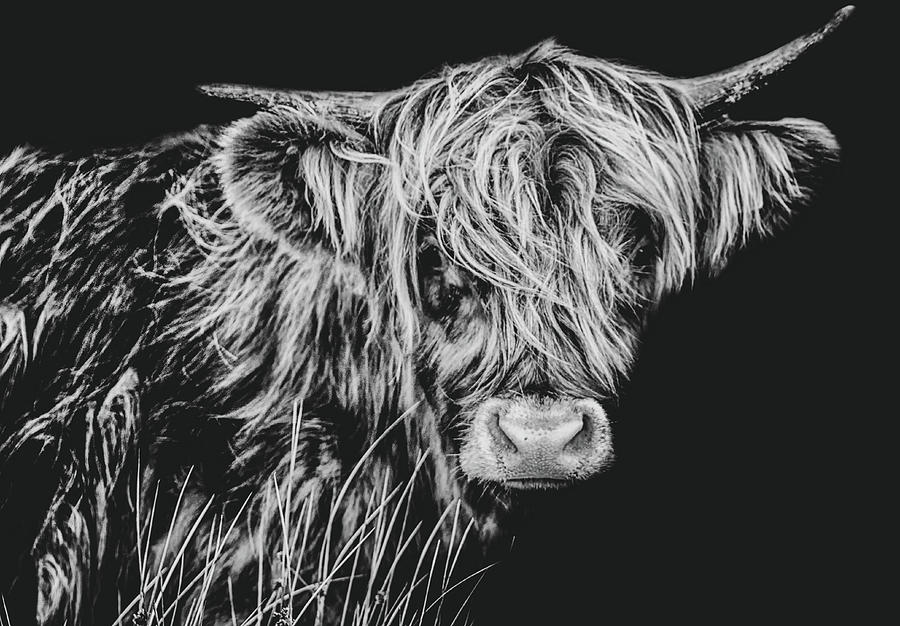 The Highland Cow Photograph by Martin Newman - Fine Art America