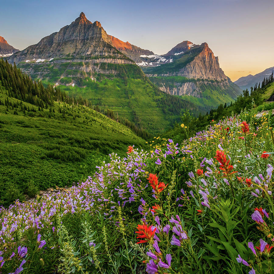 Wild flowers at sunset in Glacier National Park Photograph by Robert Miller