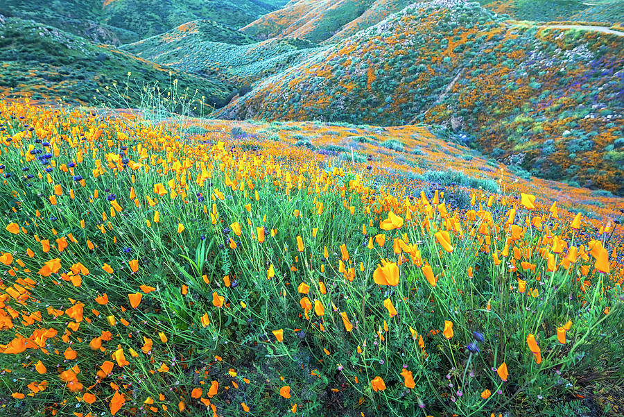 The Hills Are Alive With California Poppies Photograph by Joseph S Giacalone