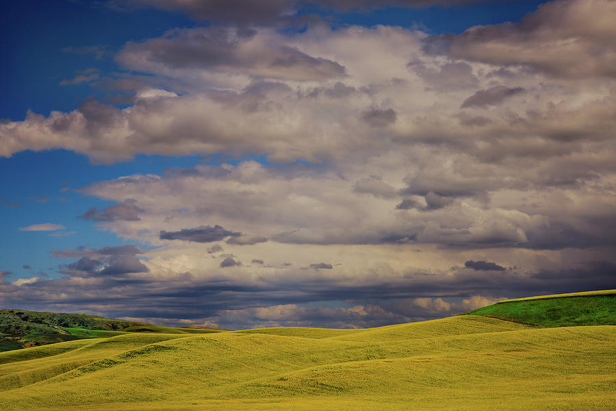 The Hills of Canola Photograph by David Patterson