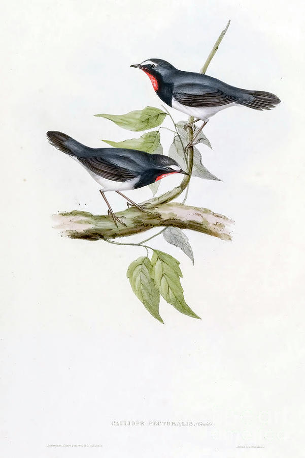 The Himalayan rubythroat Calliope pectoralis a4 Drawing by Historic Illustrations