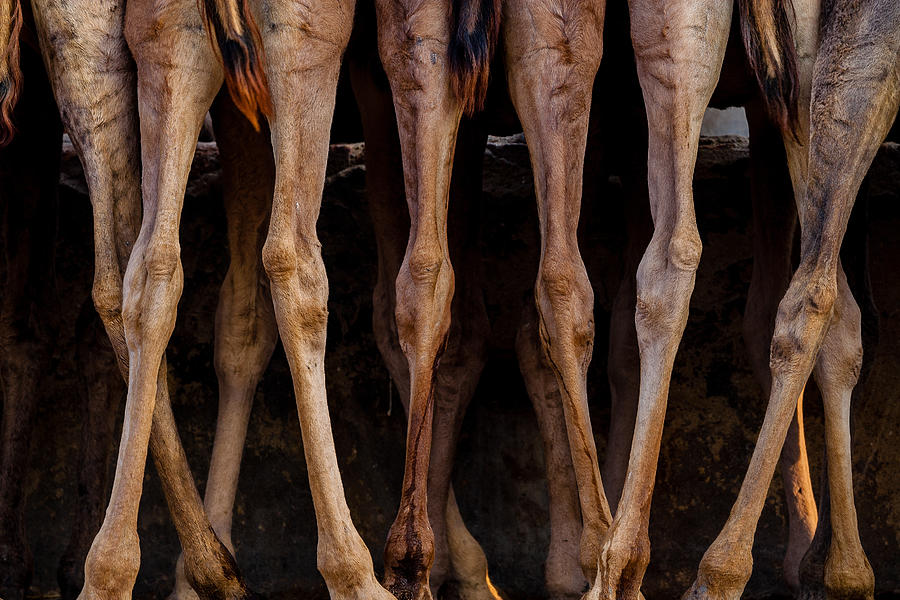 The hind legs of several camel feeding Photograph by Philippe Marion