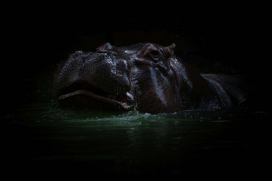 The Hippo 1 Photograph by Ernest Echols
