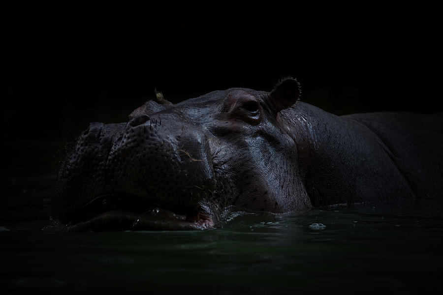 The Hippo 2 Photograph by Ernest Echols