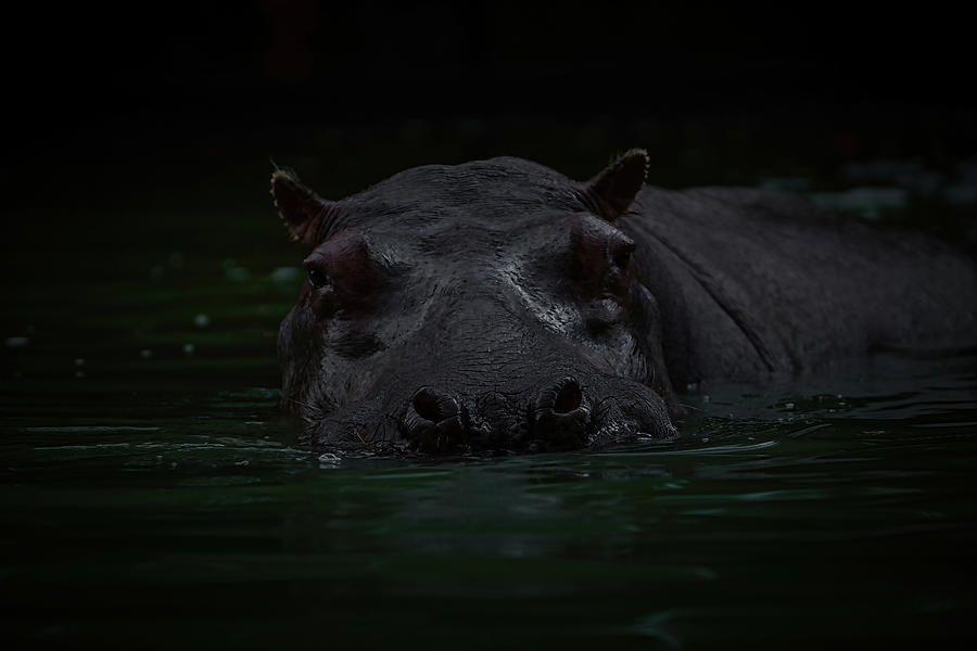 The Hippo 3 Photograph by Ernest Echols