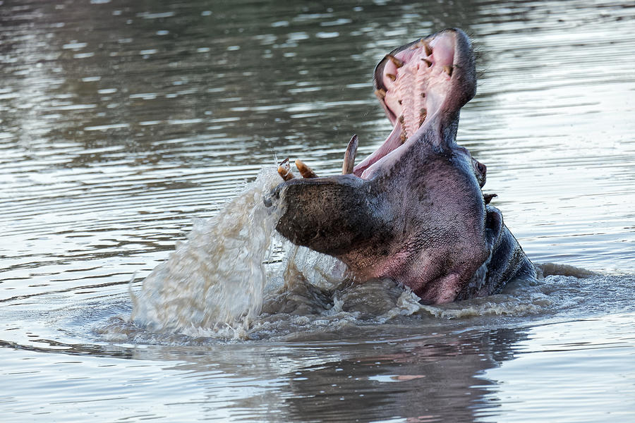 The hippo, the most dangerous animal in Africa, in Klaserie Reserve, Greater Kruger National Park Photograph by Mark Meredith