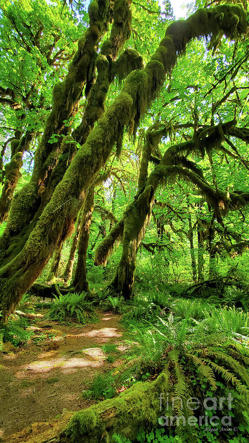 The Hoh Rainforest The Quietest Place On Earth In Olympic National Park Summertime Photo Meganaroon Photograph