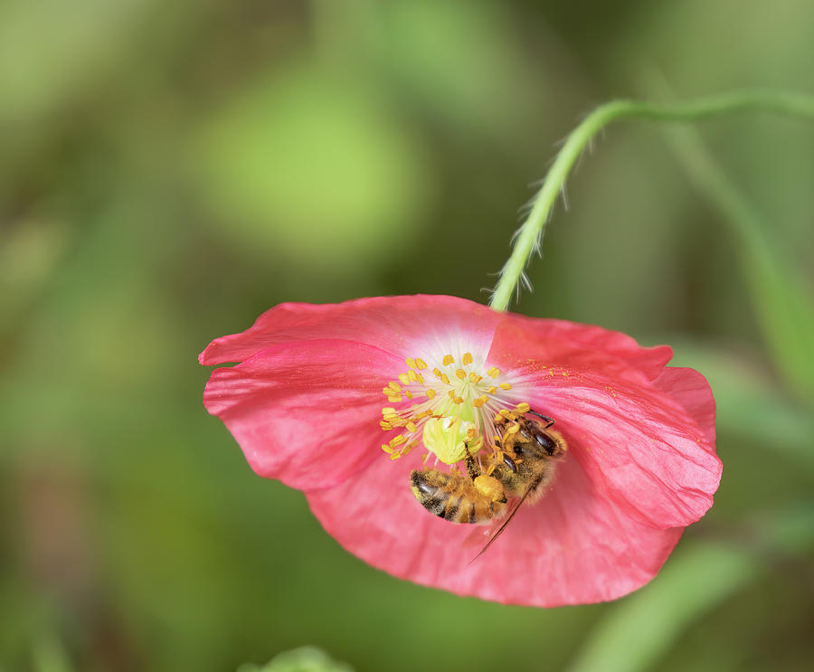 The Honey Bee and Poppy 2019 Photograph by Thomas Young