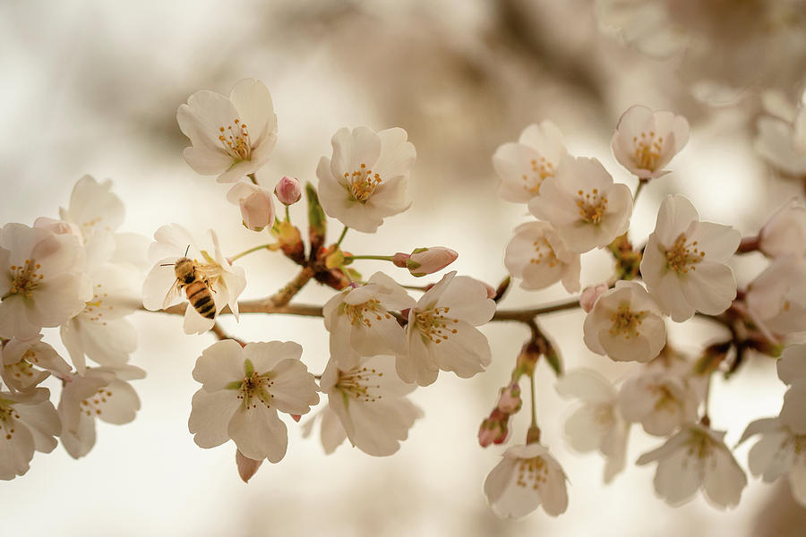 The Honeybee and the Cherry Blossom Photograph by Joni Eskridge