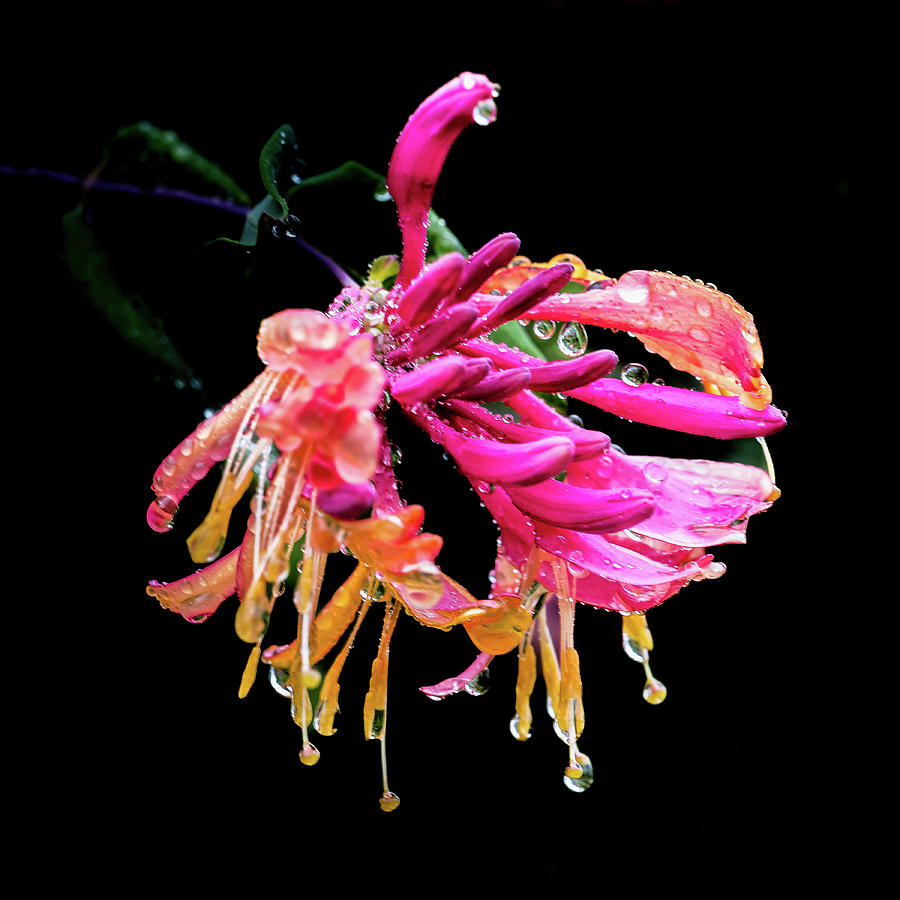 The Honeysuckle Flower Photograph by David Patterson