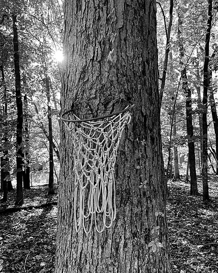 The Hoop Tree BW Photograph by Lee Darnell