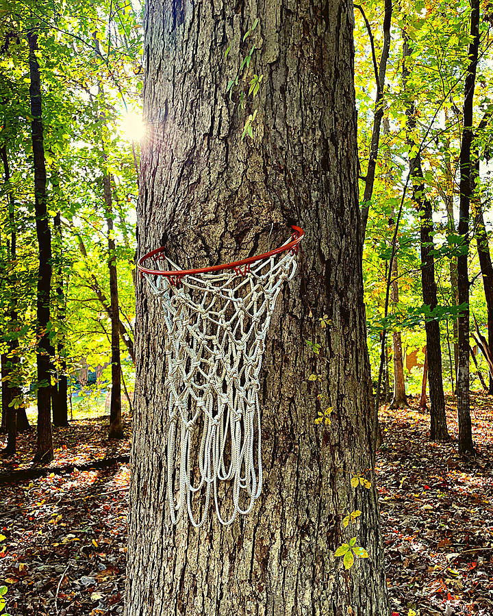 The Hoop Tree Photograph by Lee Darnell
