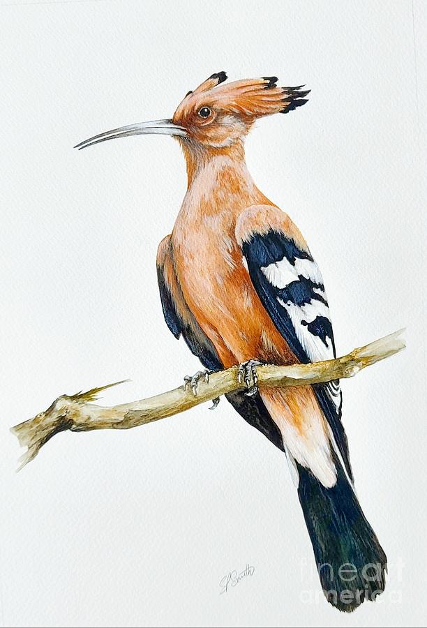 The Hoopoe Painting by Steve Smith | Fine Art America