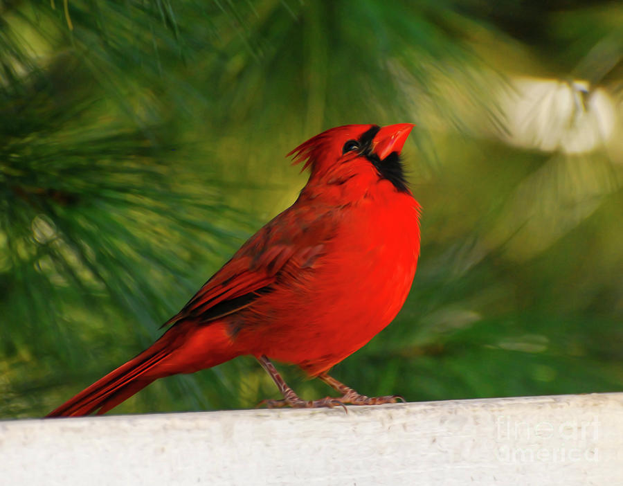 The Hopeful Cardinal Photograph by Kerri Farley