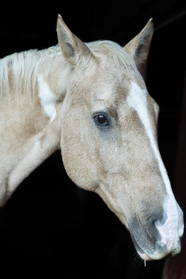 Horse Photograph - The Horse 02 by Konstantinos Tsigkrelis