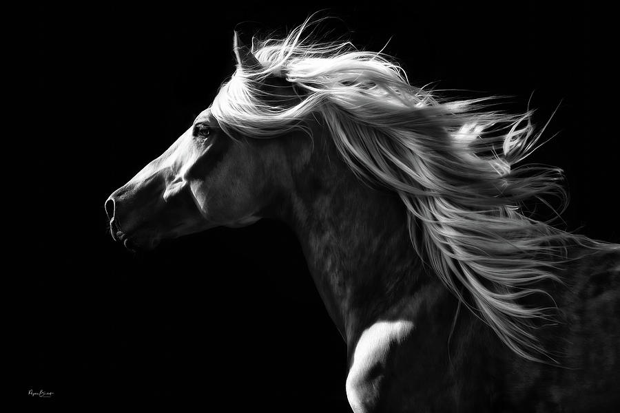 The Horse Chooses You Photograph by Phyllis Burchett