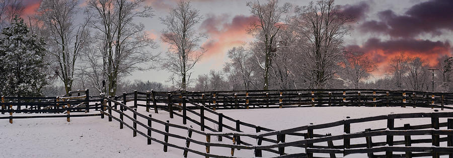 Horse Photograph - The horse farm by Nick Mares