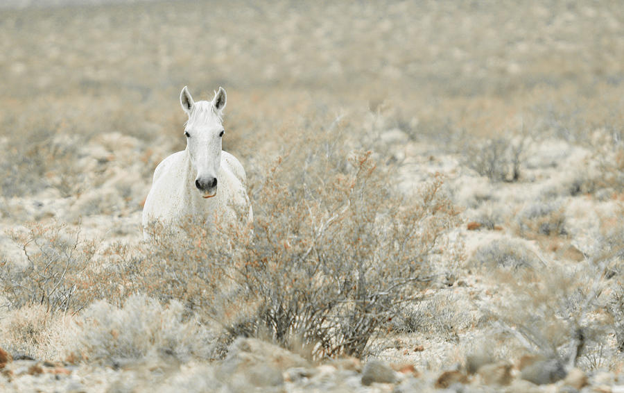 The Horse with NO Name Photograph by Karen Cox