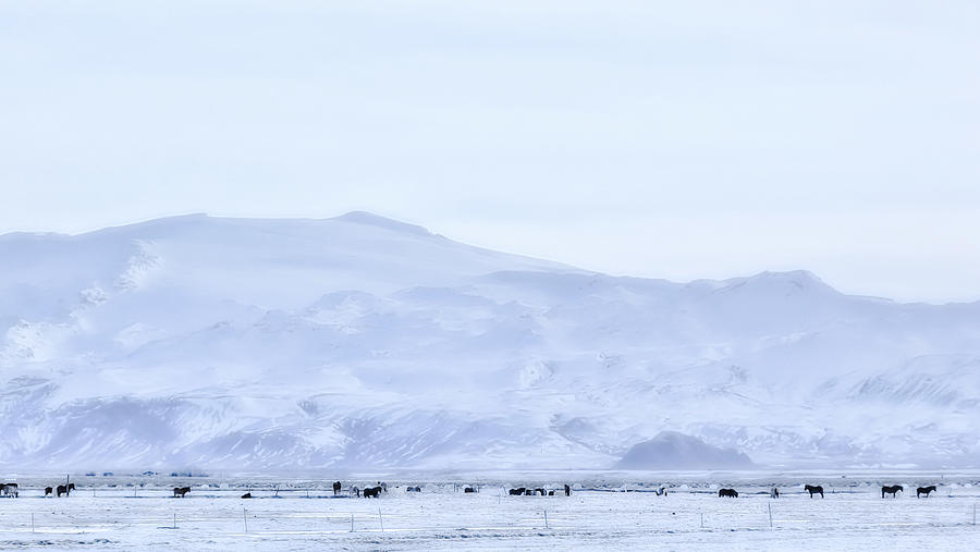 The Horses of Iceland Photograph by Christopher Maxum