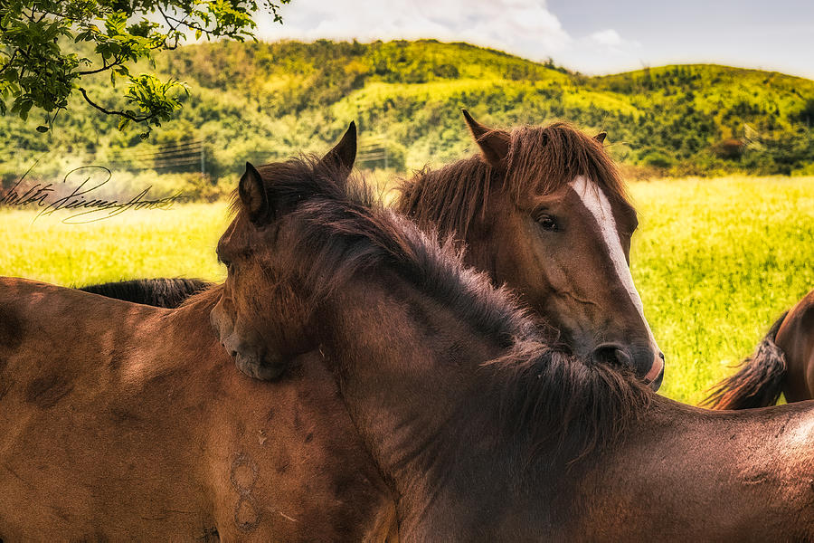 The Horses Photograph by Walter Rivera-Santos