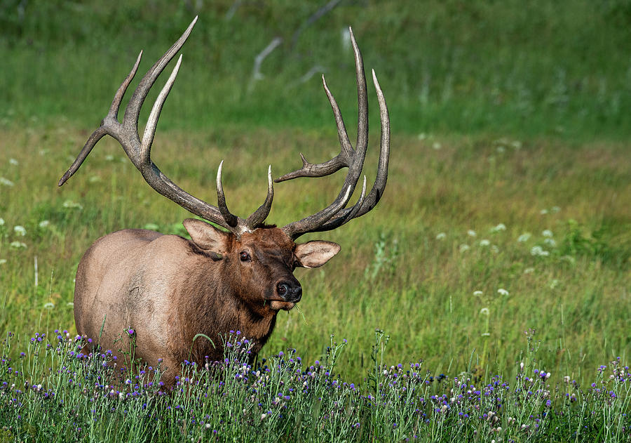 The Hoss Photograph by Benjamin Missey | Fine Art America