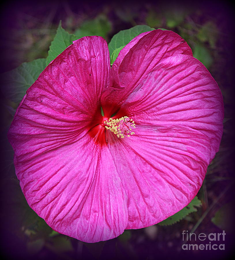 The Hot Pink Hibiscus of Late Summer Photograph by Dora Sofia Caputo