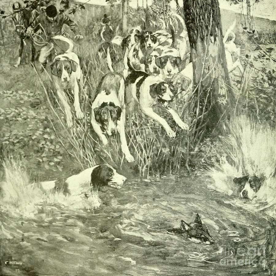 The Hounds splash into water k1 Drawing by Historic illustrations ...