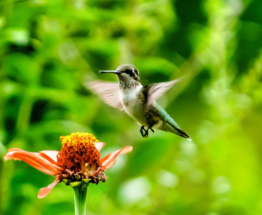Hummingbird Photograph - The Hover by Eliseo Rosario