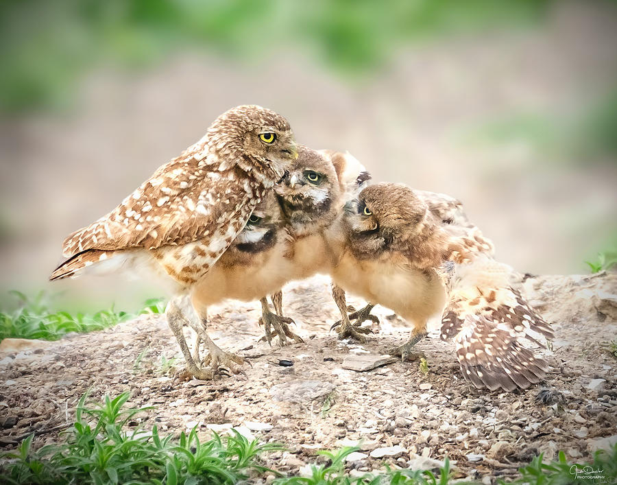 Owl Photograph - The Huddle by Judi Dressler