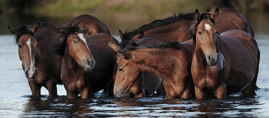 The Huddled Mares. Photograph by Paul Martin