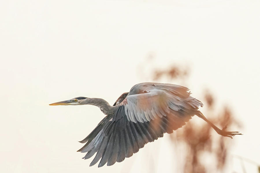 The Hues of a Blue Heron Photograph by Mary Buck