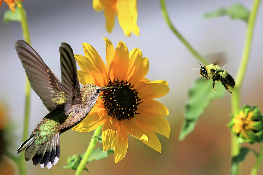 Hummingbird Photograph - The Hummer and the Bumble by Donna Kennedy