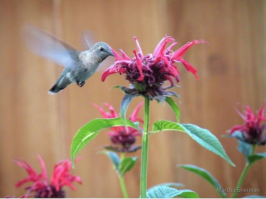 Hummingbird Photograph - The Hummingbird and the Bee Balm by Martha Sherman