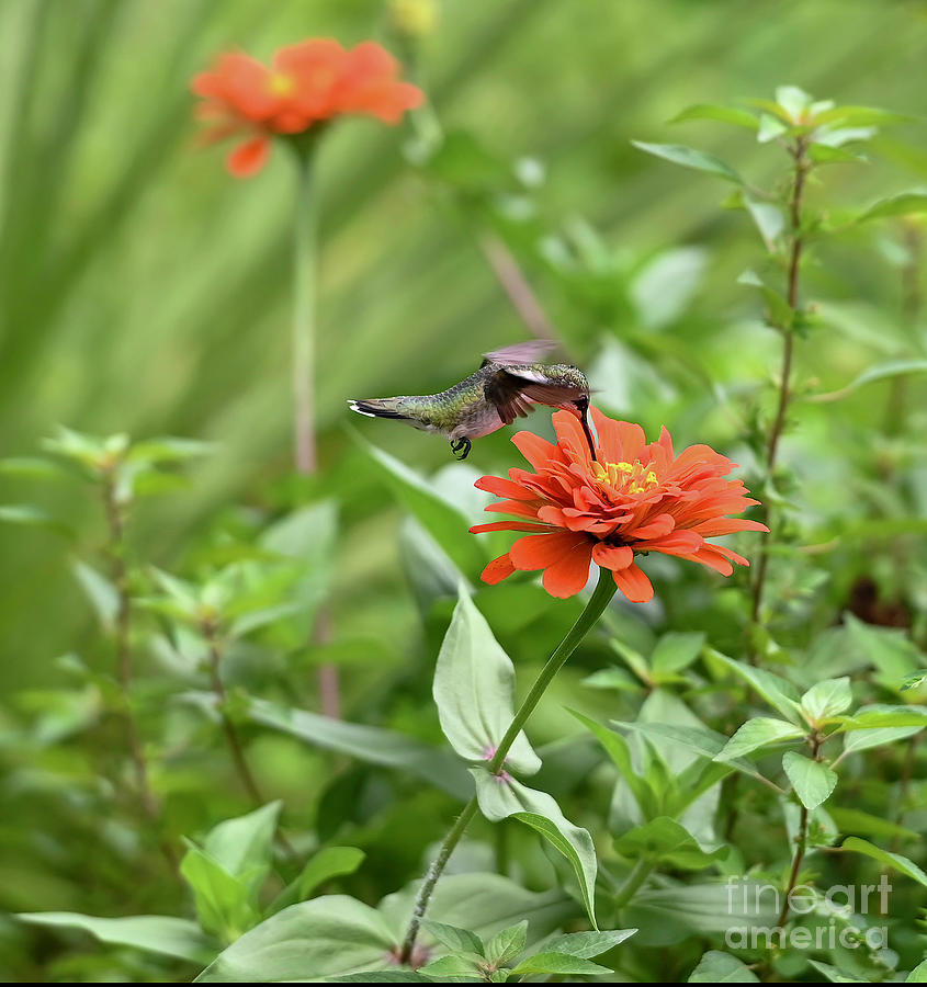 The Hummingbird and the Zinnia Photograph by Shannon Moseley